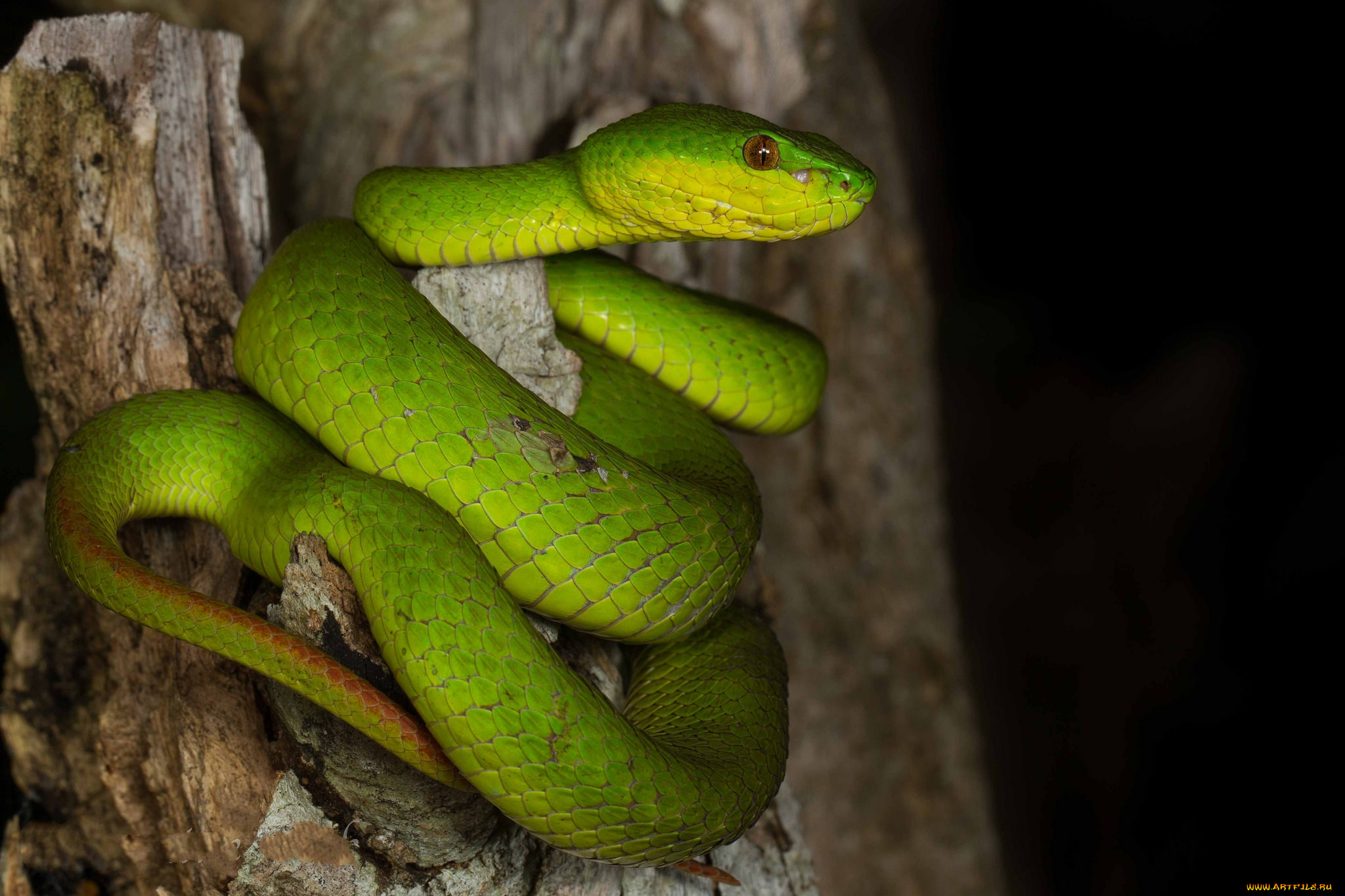 Зеленая змейка. Зеленая гадюка Тайланд. Мексиканская травоядная змея. Змея на ветке. Змея на дереве.